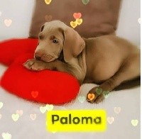 CHIOT