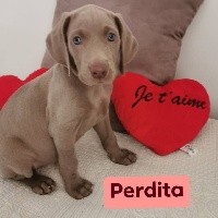 CHIOT