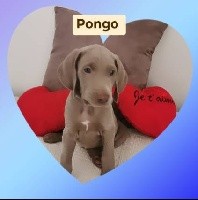 CHIOT